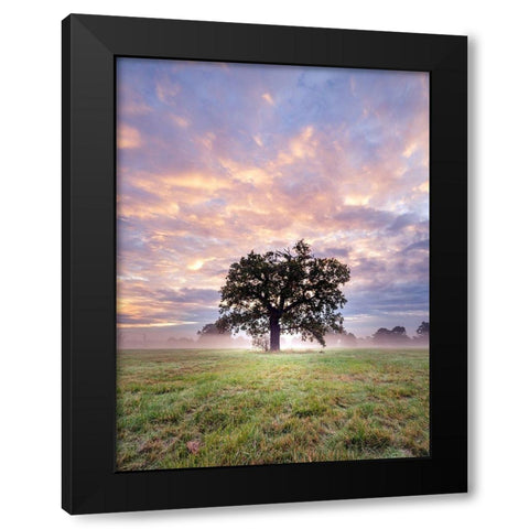 Tree in a filed at sunrise Black Modern Wood Framed Art Print with Double Matting by Frank, Assaf
