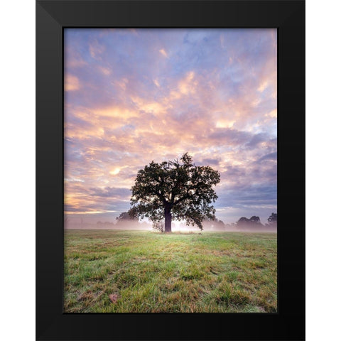 Tree in a filed at sunrise Black Modern Wood Framed Art Print by Frank, Assaf