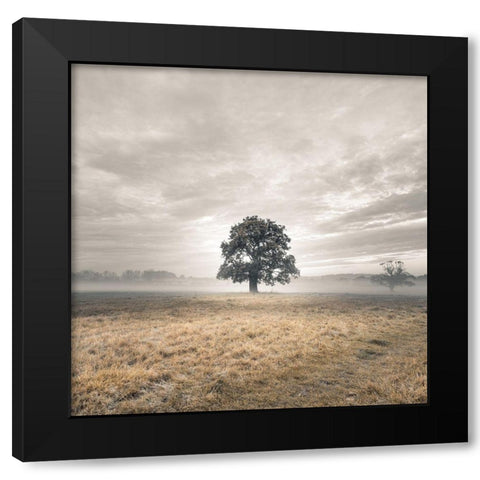 Tree in a filed at sunrise Black Modern Wood Framed Art Print with Double Matting by Frank, Assaf