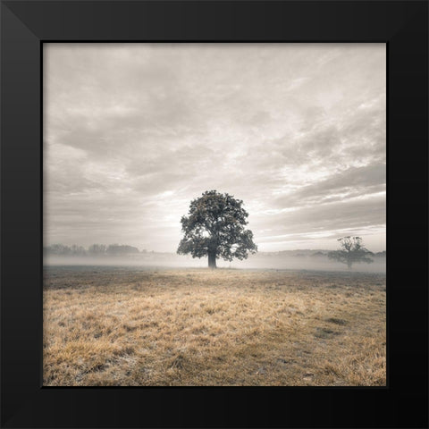 Tree in a filed at sunrise Black Modern Wood Framed Art Print by Frank, Assaf