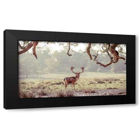 Stag in a field Black Modern Wood Framed Art Print with Double Matting by Frank, Assaf