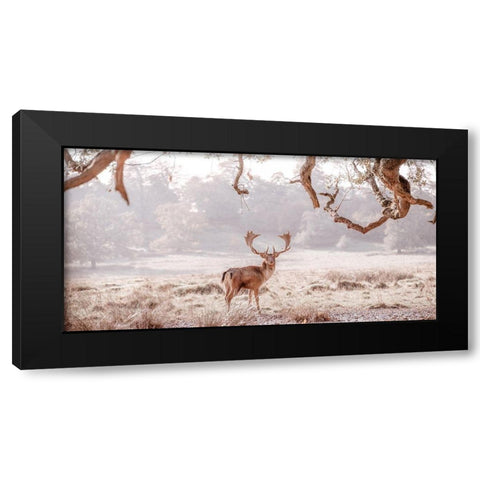 Stag in a field Black Modern Wood Framed Art Print by Frank, Assaf