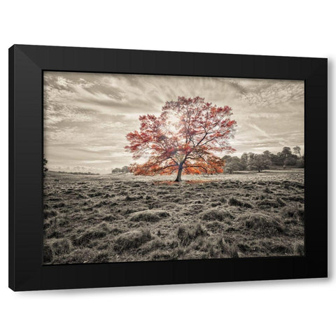 Single tree at autumn Black Modern Wood Framed Art Print by Frank, Assaf