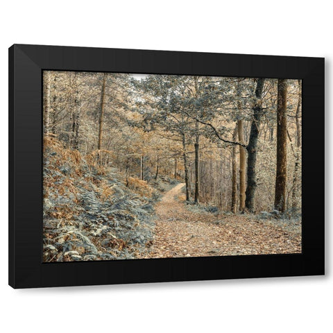 Forest path-Lake District Black Modern Wood Framed Art Print with Double Matting by Frank, Assaf
