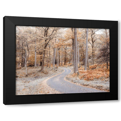 Forest path-Lake District Black Modern Wood Framed Art Print by Frank, Assaf