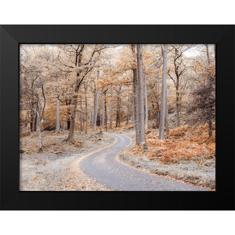 Forest path-Lake District Black Modern Wood Framed Art Print by Frank, Assaf