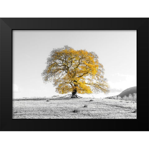 Tree on a hill Black Modern Wood Framed Art Print by Frank, Assaf