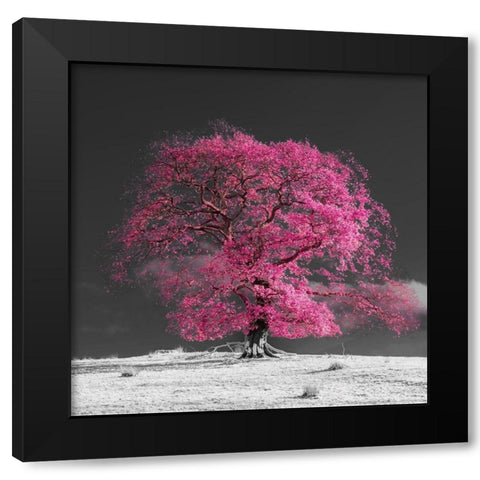 Tree on a hill-pink Black Modern Wood Framed Art Print by Frank, Assaf
