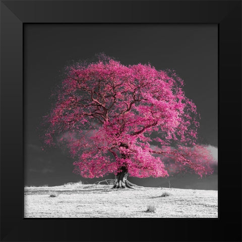Tree on a hill-pink Black Modern Wood Framed Art Print by Frank, Assaf