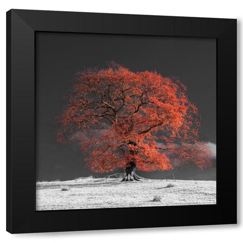 Tree on a hill-orange Black Modern Wood Framed Art Print by Frank, Assaf