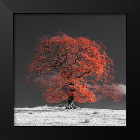 Tree on a hill-orange Black Modern Wood Framed Art Print by Frank, Assaf