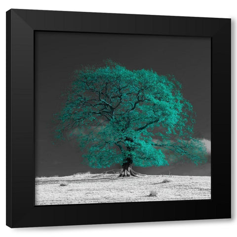 Tree on a hill-teal Black Modern Wood Framed Art Print with Double Matting by Frank, Assaf