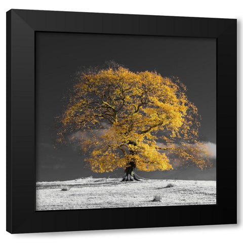 Tree on a hill-yellow-gold Black Modern Wood Framed Art Print with Double Matting by Frank, Assaf