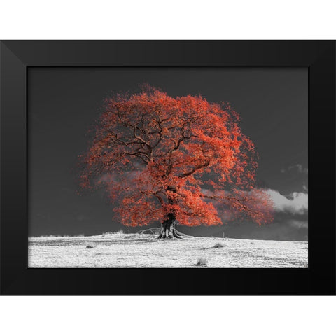 Tree on a hill-orange Black Modern Wood Framed Art Print by Frank, Assaf