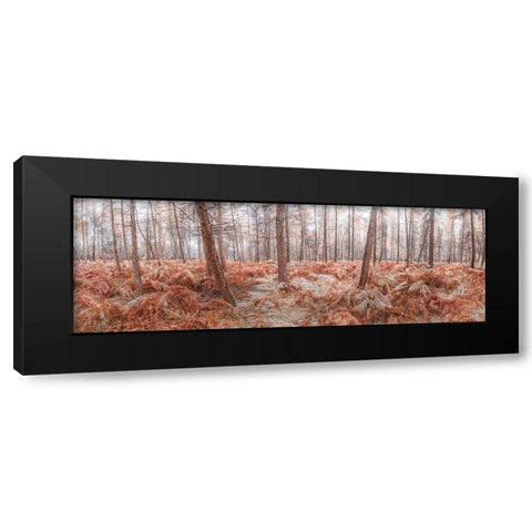Autumn forest Black Modern Wood Framed Art Print with Double Matting by Frank, Assaf