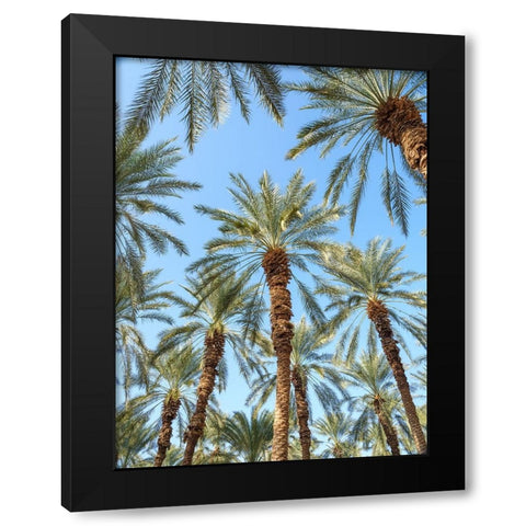 Palm Trees Black Modern Wood Framed Art Print with Double Matting by Frank, Assaf