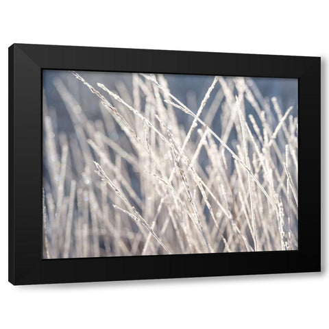 Frost on Grass Black Modern Wood Framed Art Print by Frank, Assaf