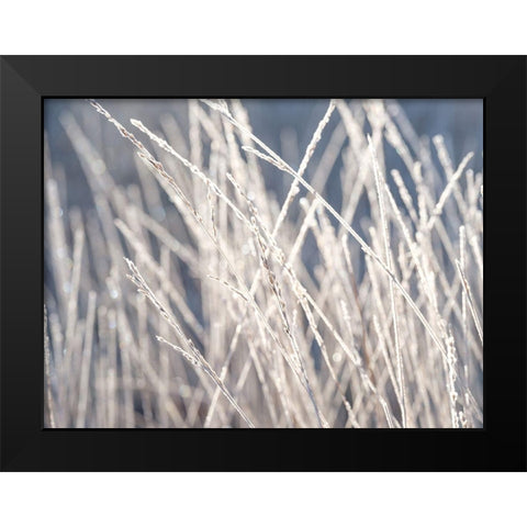 Frost on Grass Black Modern Wood Framed Art Print by Frank, Assaf