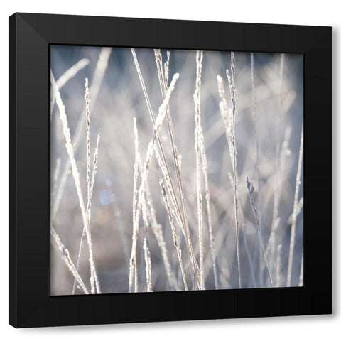 Frost on Grass Black Modern Wood Framed Art Print with Double Matting by Frank, Assaf