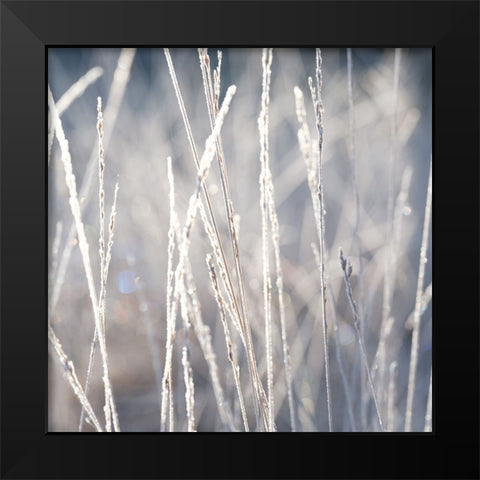 Frost on Grass Black Modern Wood Framed Art Print by Frank, Assaf