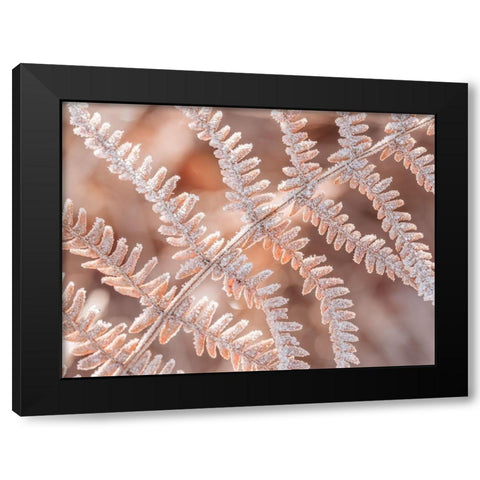 Frost on plant Black Modern Wood Framed Art Print by Frank, Assaf