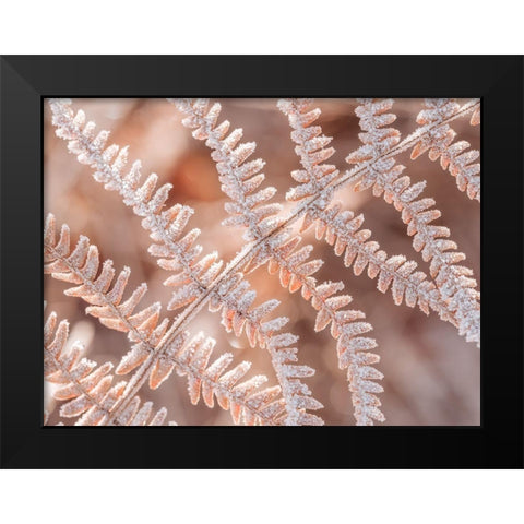 Frost on plant Black Modern Wood Framed Art Print by Frank, Assaf