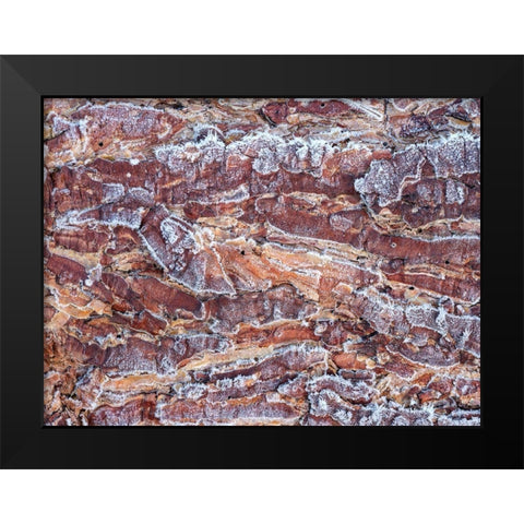 Frost on wood bark Black Modern Wood Framed Art Print by Frank, Assaf