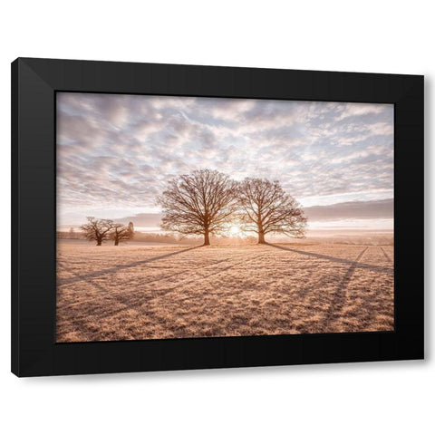 Trees in meadow Black Modern Wood Framed Art Print by Frank, Assaf