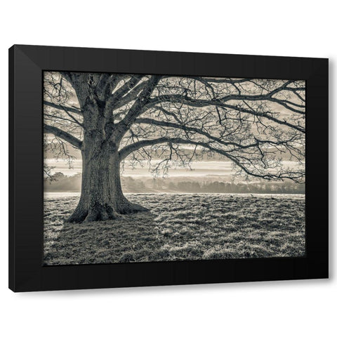 Tree in a meadow Black Modern Wood Framed Art Print by Frank, Assaf