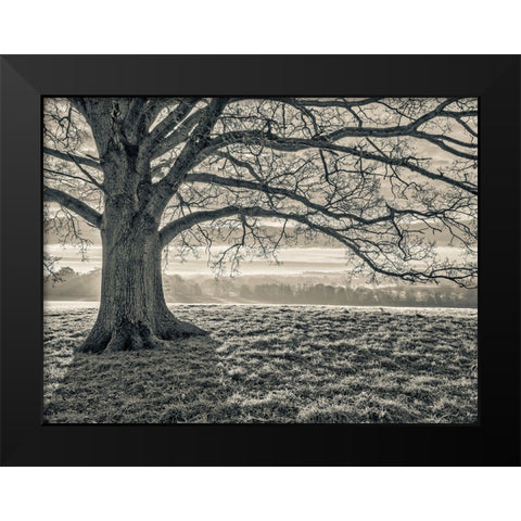 Tree in a meadow Black Modern Wood Framed Art Print by Frank, Assaf