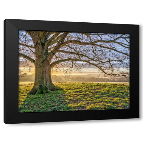 Tree in a meadow Black Modern Wood Framed Art Print by Frank, Assaf