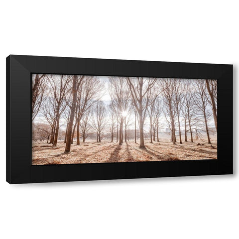 Sun shining through trees Black Modern Wood Framed Art Print by Frank, Assaf