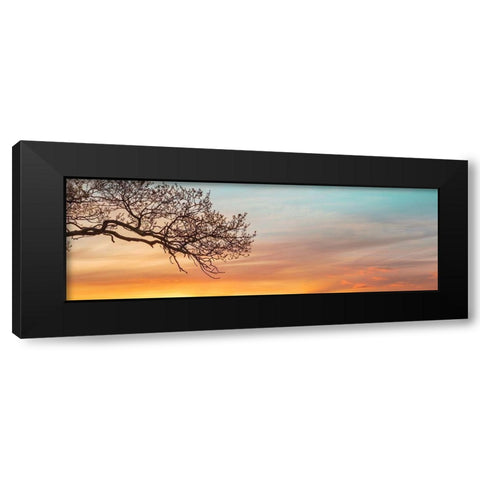 Branches at sunset Black Modern Wood Framed Art Print with Double Matting by Frank, Assaf