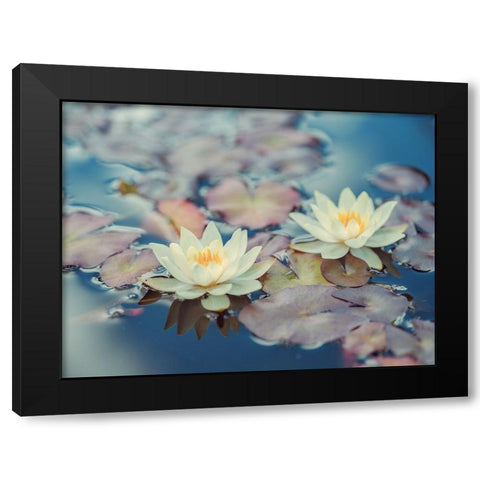 Lotus in pond Black Modern Wood Framed Art Print by Frank, Assaf