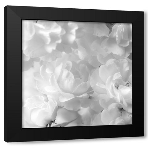 Roses Black Modern Wood Framed Art Print with Double Matting by Frank, Assaf