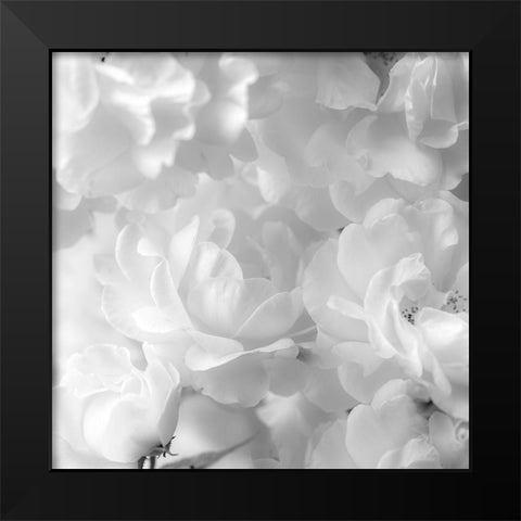 Roses Black Modern Wood Framed Art Print by Frank, Assaf