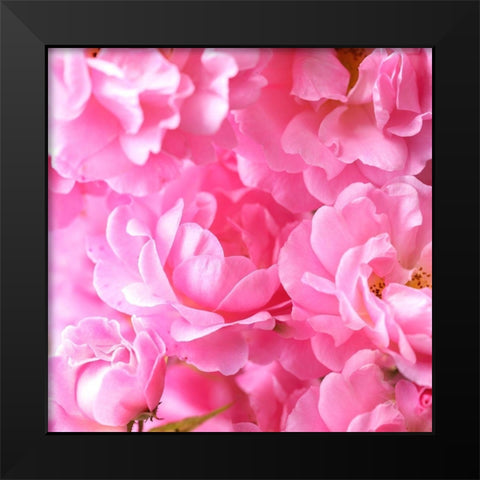 Pink roses Black Modern Wood Framed Art Print by Frank, Assaf