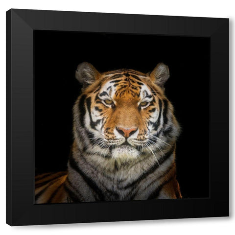 Tiger face Black Modern Wood Framed Art Print with Double Matting by Frank, Assaf