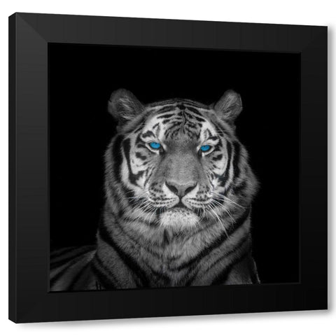 Blue eyes tiger face Black Modern Wood Framed Art Print with Double Matting by Frank, Assaf