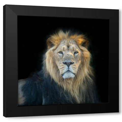 Lion face Black Modern Wood Framed Art Print with Double Matting by Frank, Assaf