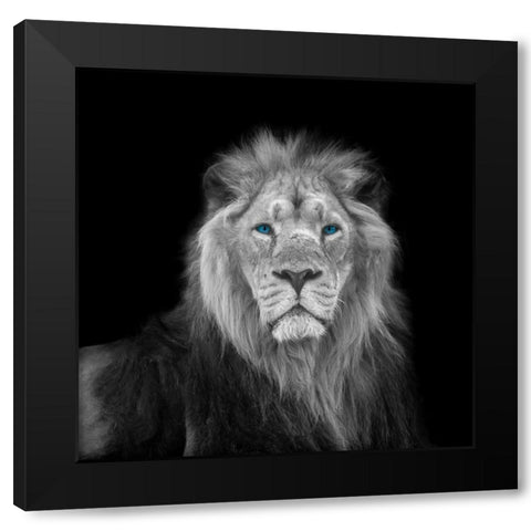 Blue eyes lion face Black Modern Wood Framed Art Print by Frank, Assaf
