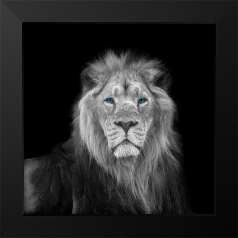 Blue eyes lion face Black Modern Wood Framed Art Print by Frank, Assaf
