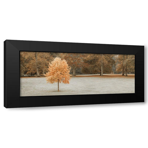 Tree in autumn park Black Modern Wood Framed Art Print by Frank, Assaf