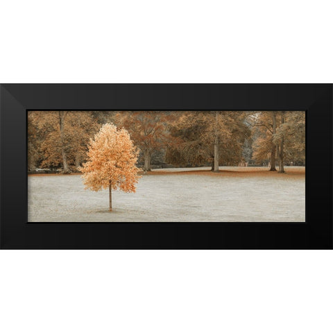 Tree in autumn park Black Modern Wood Framed Art Print by Frank, Assaf