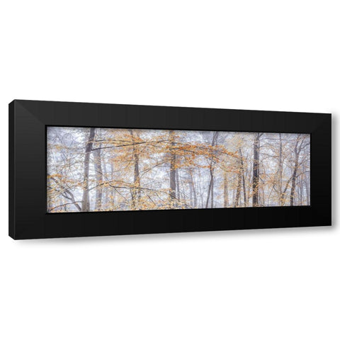 Misty forest Black Modern Wood Framed Art Print by Frank, Assaf