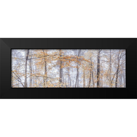 Misty forest Black Modern Wood Framed Art Print by Frank, Assaf