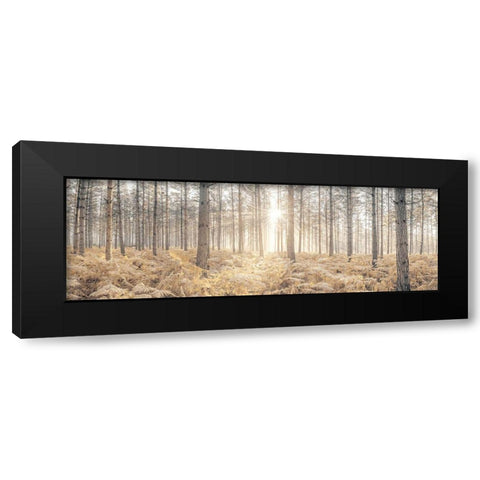 Sunrays through forest trees Black Modern Wood Framed Art Print with Double Matting by Frank, Assaf