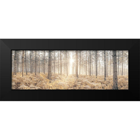 Sunrays through forest trees Black Modern Wood Framed Art Print by Frank, Assaf