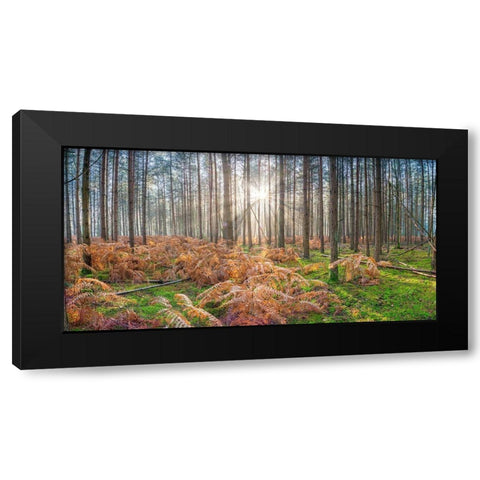 Sunrays through forest trees Black Modern Wood Framed Art Print with Double Matting by Frank, Assaf