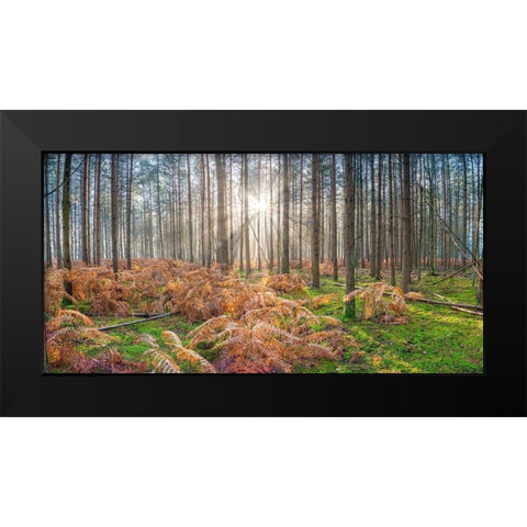Sunrays through forest trees Black Modern Wood Framed Art Print by Frank, Assaf